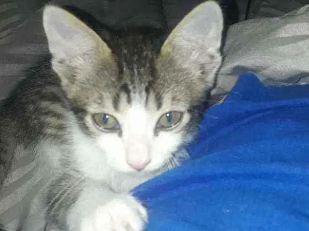 Gato raça Sem raça idade Abaixo de 2 meses nome Leo