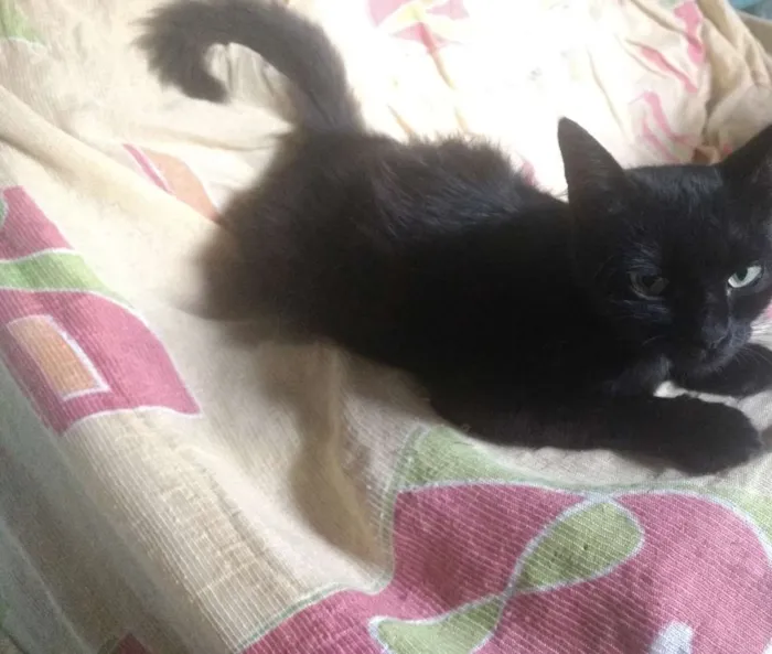 Gato ra a Angorá idade 1 ano nome Lola