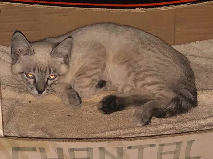 Gato ra a Srd idade 2 a 6 meses nome Petit