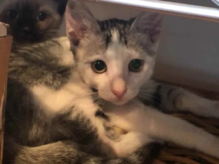 Gato ra a Srd idade 2 a 6 meses nome Petit