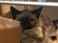 Petit