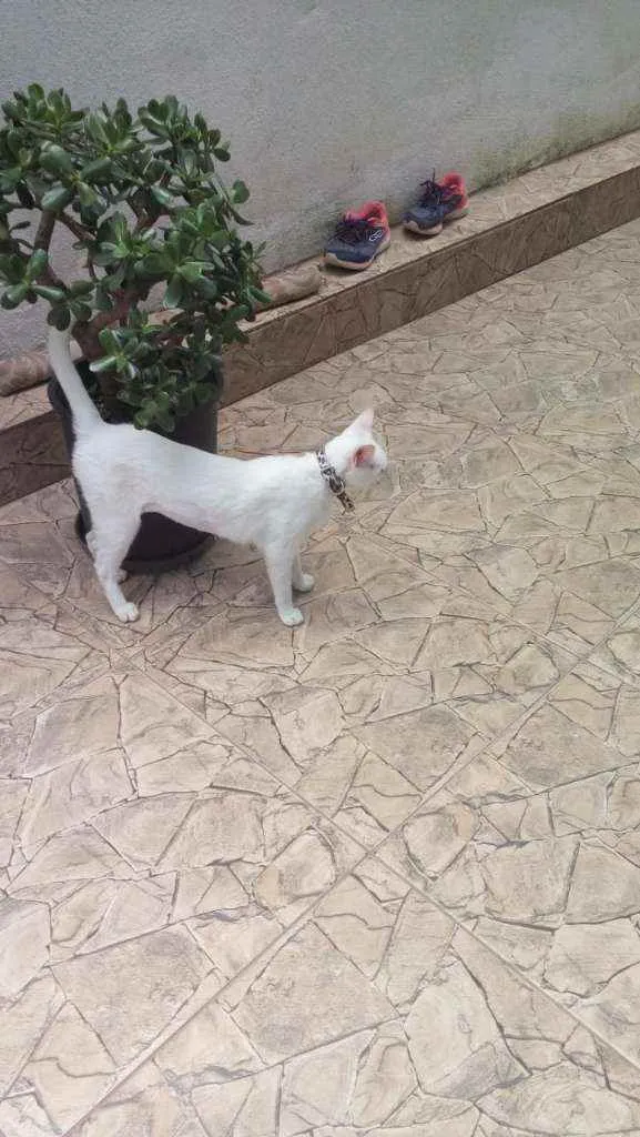Gato ra a ??? idade 1 ano nome Não sei