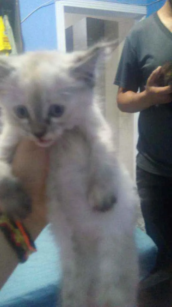 Gato ra a Não definida idade Abaixo de 2 meses nome Não sei