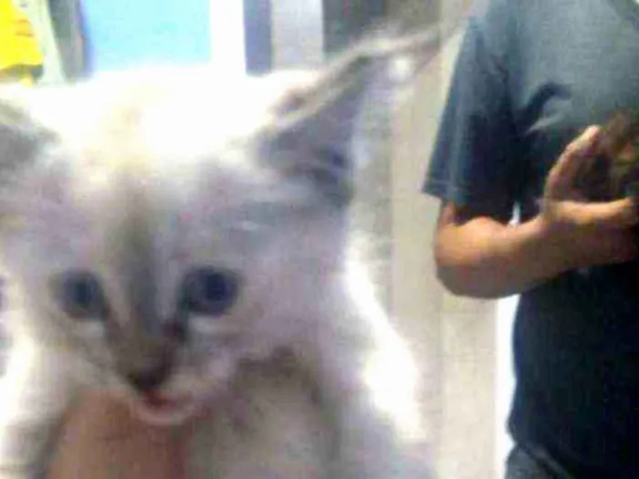 Gato ra a Não definida idade Abaixo de 2 meses nome Não sei