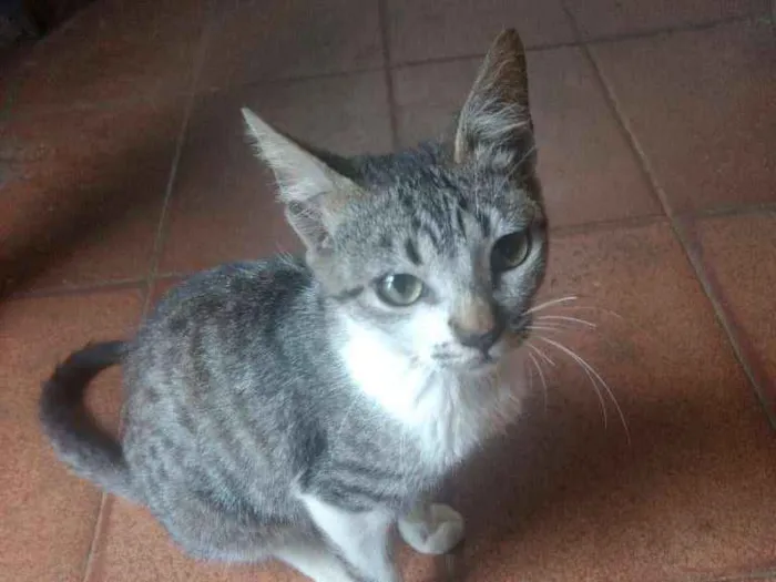 Gato ra a SRD-ViraLata idade 1 ano nome Skyles