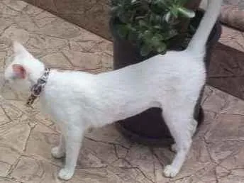 Gato ra a ??? idade 1 ano nome Não sei