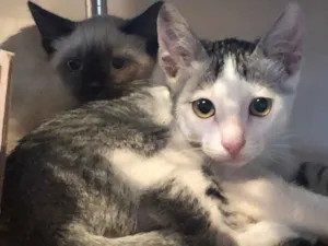 Gato raça Srd idade 2 a 6 meses nome Petit