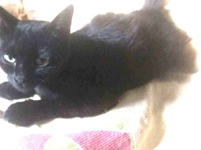 Gato ra a Angorá idade 1 ano nome Lola