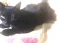 Lola