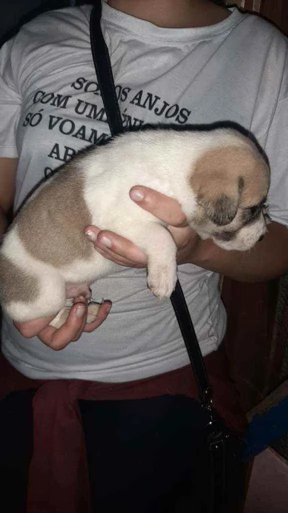 Cachorro raça SRD idade 2 a 6 meses nome Pérola