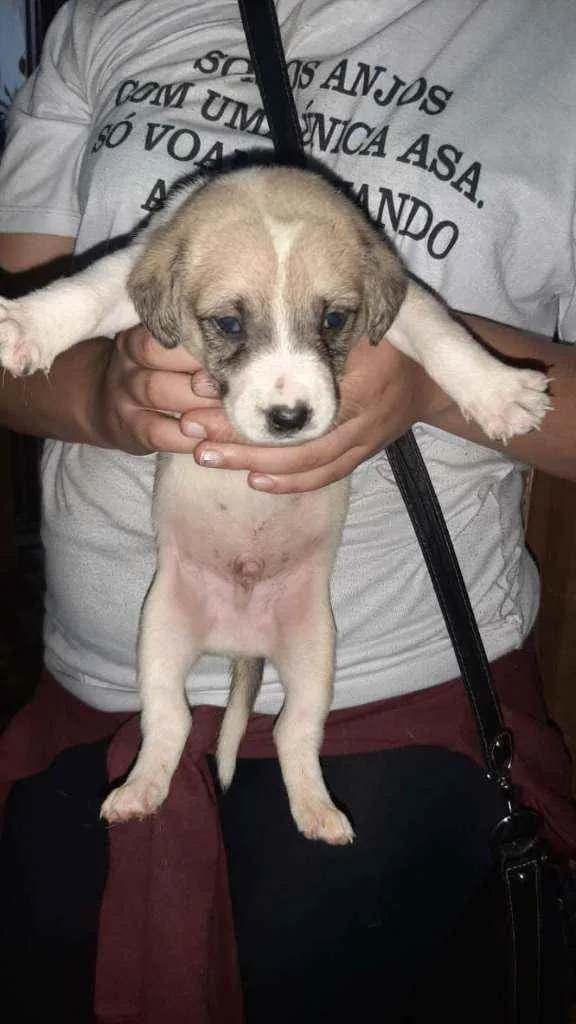 Cachorro raça SRD idade 2 a 6 meses nome Pérola