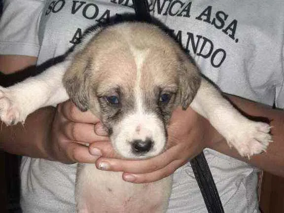 Cachorro raça SRD idade 2 a 6 meses nome Pérola