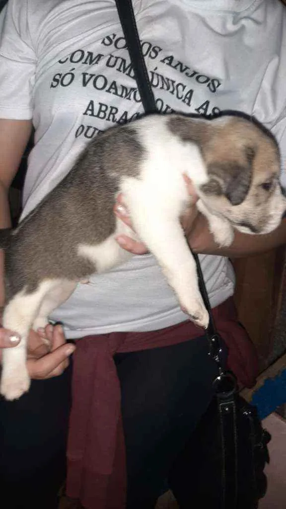 Cachorro raça SRD idade 2 a 6 meses nome Joe