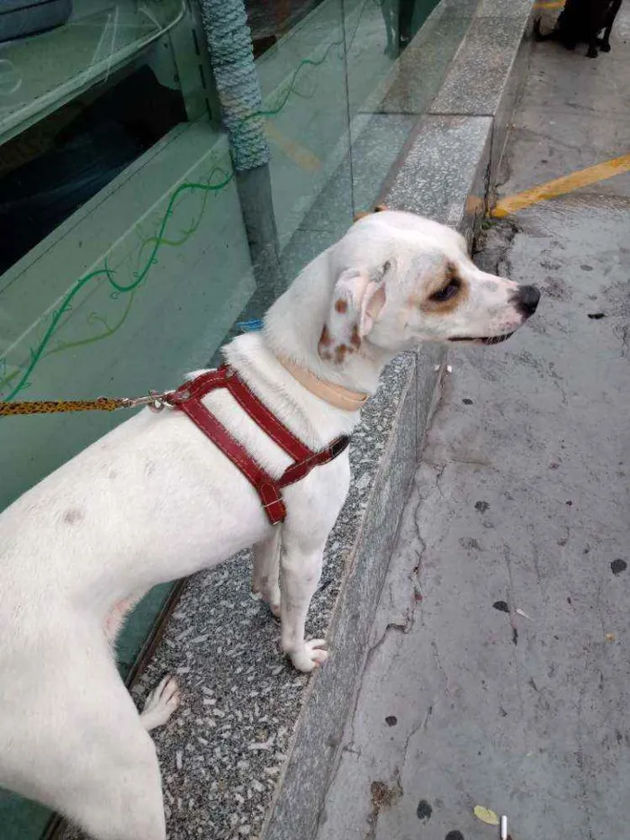 Cachorro raça SRD idade 1 ano nome Lua