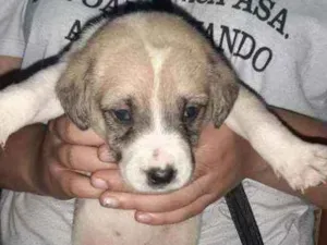 Cachorro raça SRD idade 2 a 6 meses nome Pérola