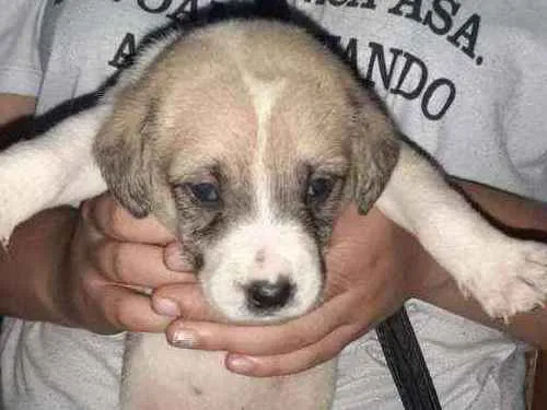 Cachorro raça SRD idade 2 a 6 meses nome Pérola