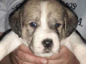 Cachorro raça SRD idade 2 a 6 meses nome Joe