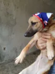 Cachorro raça SRD-ViraLata idade 7 a 11 meses nome SASHA