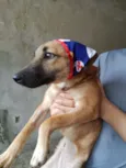 Cachorro raça SRD-ViraLata idade 7 a 11 meses nome SASHA