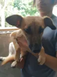 Cachorro raça SRD-ViraLata idade 7 a 11 meses nome SASHA