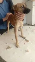 Cachorro raça SRD-ViraLata idade 7 a 11 meses nome SASHA