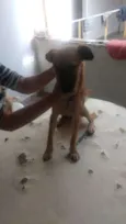 Cachorro raça SRD-ViraLata idade 7 a 11 meses nome SASHA