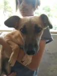 Cachorro raça SRD-ViraLata idade 7 a 11 meses nome SASHA