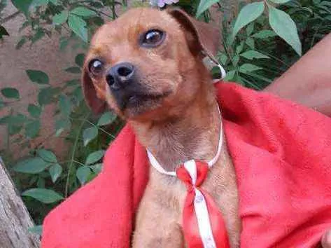 Cachorro ra a SRD idade 2 anos nome Sansão