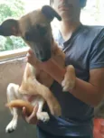 Cachorro raça SRD-ViraLata idade 7 a 11 meses nome SASHA