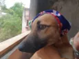 Cachorro raça SRD-ViraLata idade 7 a 11 meses nome SASHA