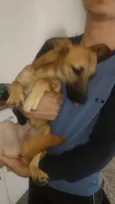 Cachorro raça SRD-ViraLata idade 7 a 11 meses nome SASHA