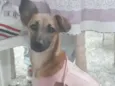 Cachorro raça SRD-ViraLata idade 7 a 11 meses nome SASHA