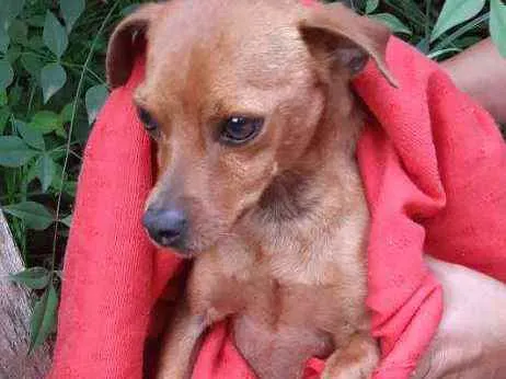 Cachorro ra a SRD idade 2 anos nome Sansão