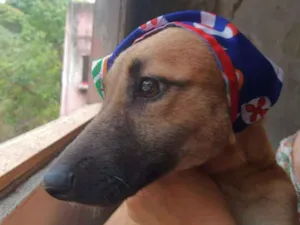 Cachorro raça SRD-ViraLata idade 7 a 11 meses nome SASHA
