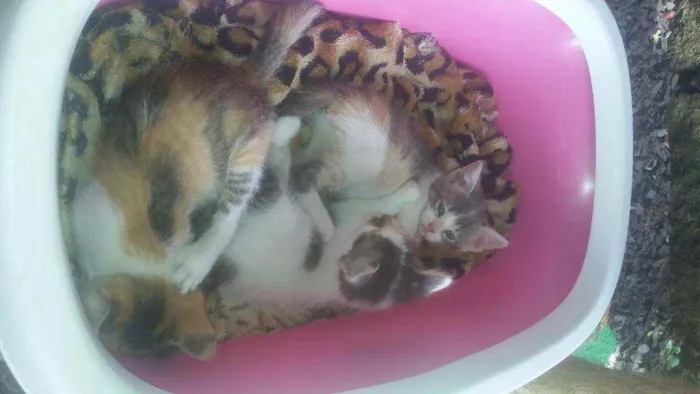 Gato ra a Virá lata  idade Abaixo de 2 meses nome Prosperidade 