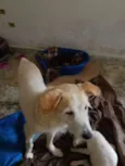 Cachorro raça SRD-ViraLata idade 1 ano nome CLARA