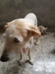 Cachorro raça SRD-ViraLata idade 1 ano nome CLARA
