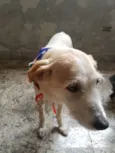 Cachorro raça SRD-ViraLata idade 1 ano nome CLARA