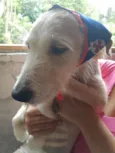 Cachorro raça SRD-ViraLata idade 1 ano nome CLARA