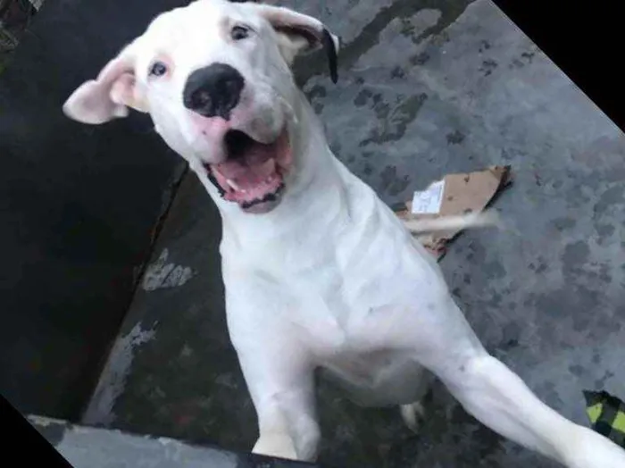 Cachorro ra a Dog alemão  idade 3 anos nome Dereck