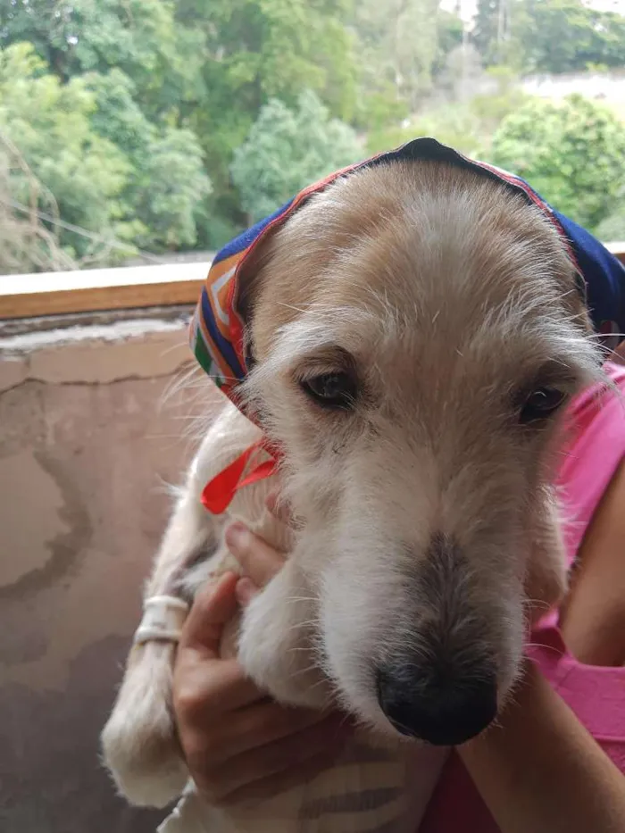 Cachorro raça SRD-ViraLata idade 1 ano nome CLARA