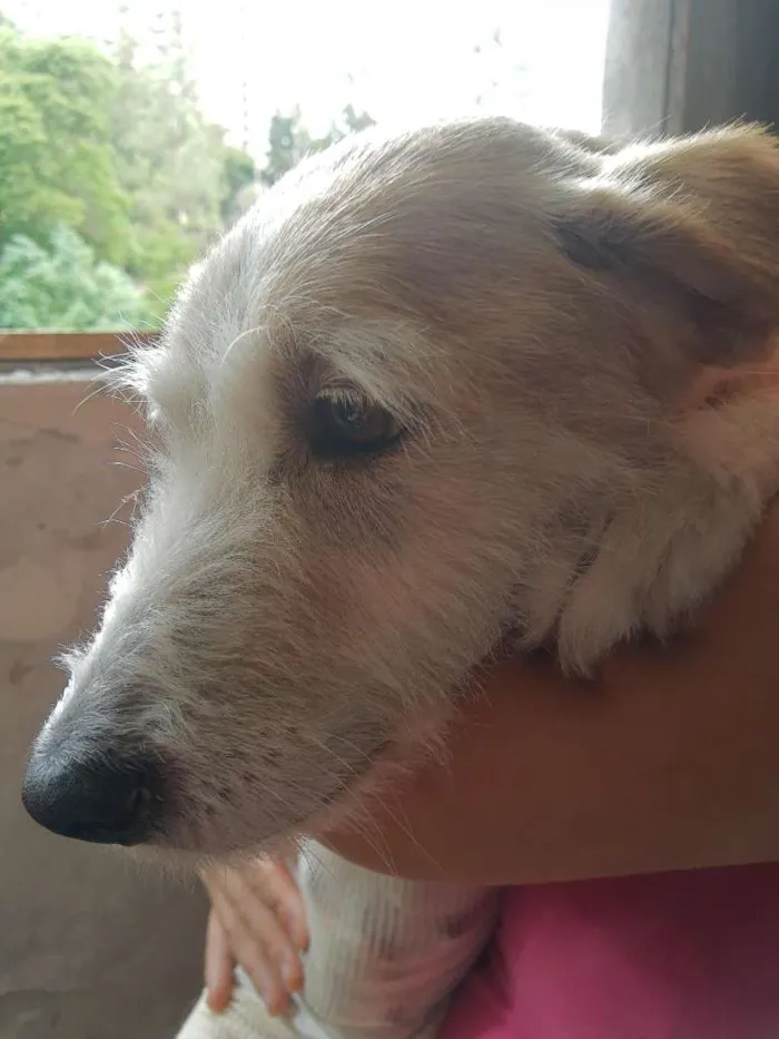 Cachorro raça SRD-ViraLata idade 1 ano nome CLARA