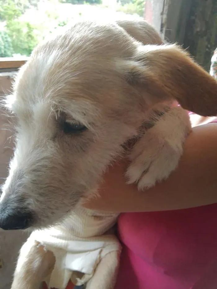 Cachorro raça SRD-ViraLata idade 1 ano nome CLARA