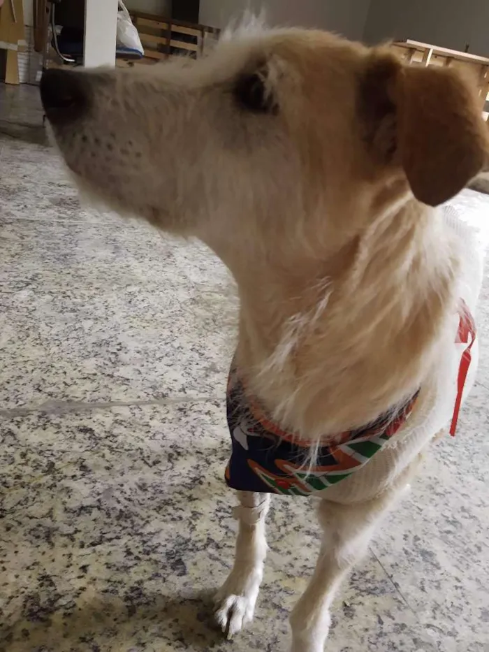 Cachorro raça SRD-ViraLata idade 1 ano nome CLARA