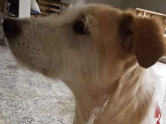 Cachorro raça SRD-ViraLata idade 1 ano nome CLARA