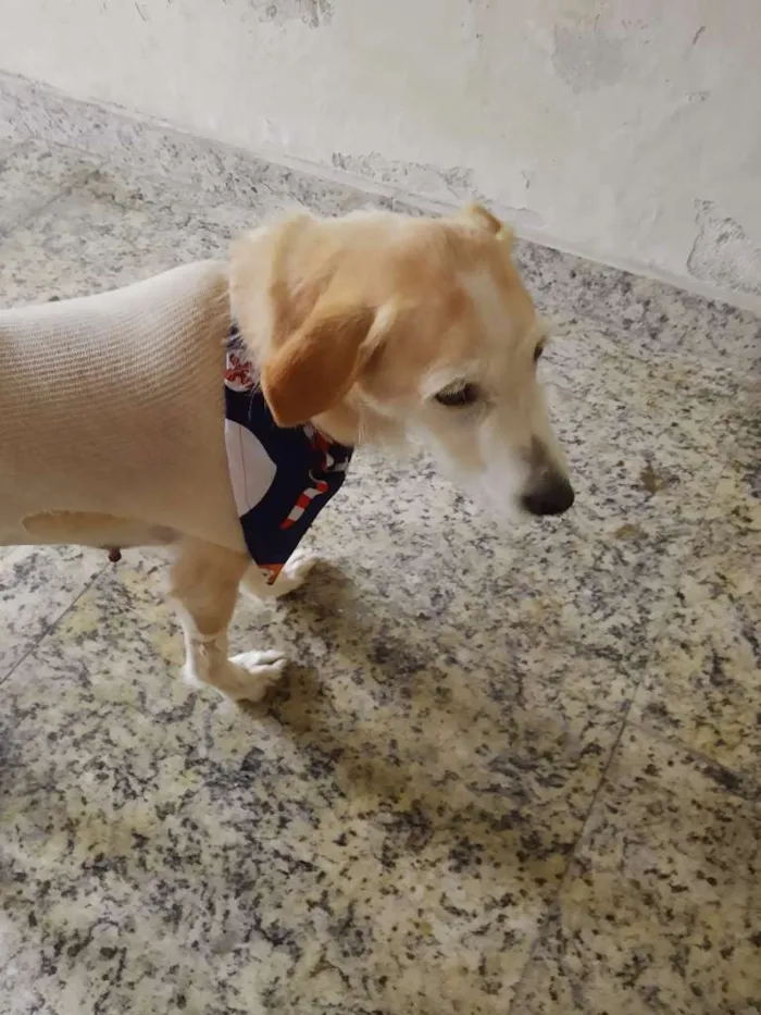 Cachorro raça SRD-ViraLata idade 1 ano nome CLARA