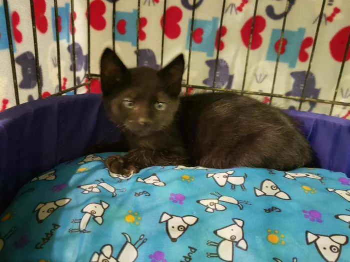 Gato raça Srd idade 2 a 6 meses nome Batman