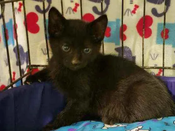 Gato raça Srd idade 2 a 6 meses nome Batman