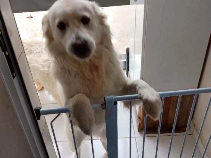 Cachorro ra a Chow Chow com Poodle idade 2 anos nome Mel ou Amora