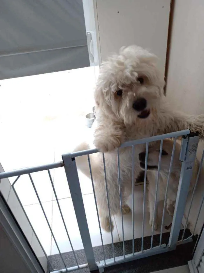 Cachorro ra a Chow Chow com Poodle idade 2 anos nome Mel ou Amora